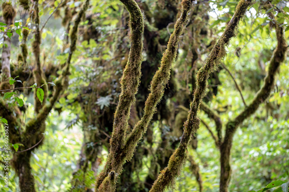 Fototapeta premium Moss and ferns covered the branches of trees.