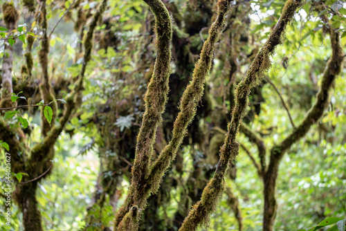 Moss and ferns covered the branches of trees.