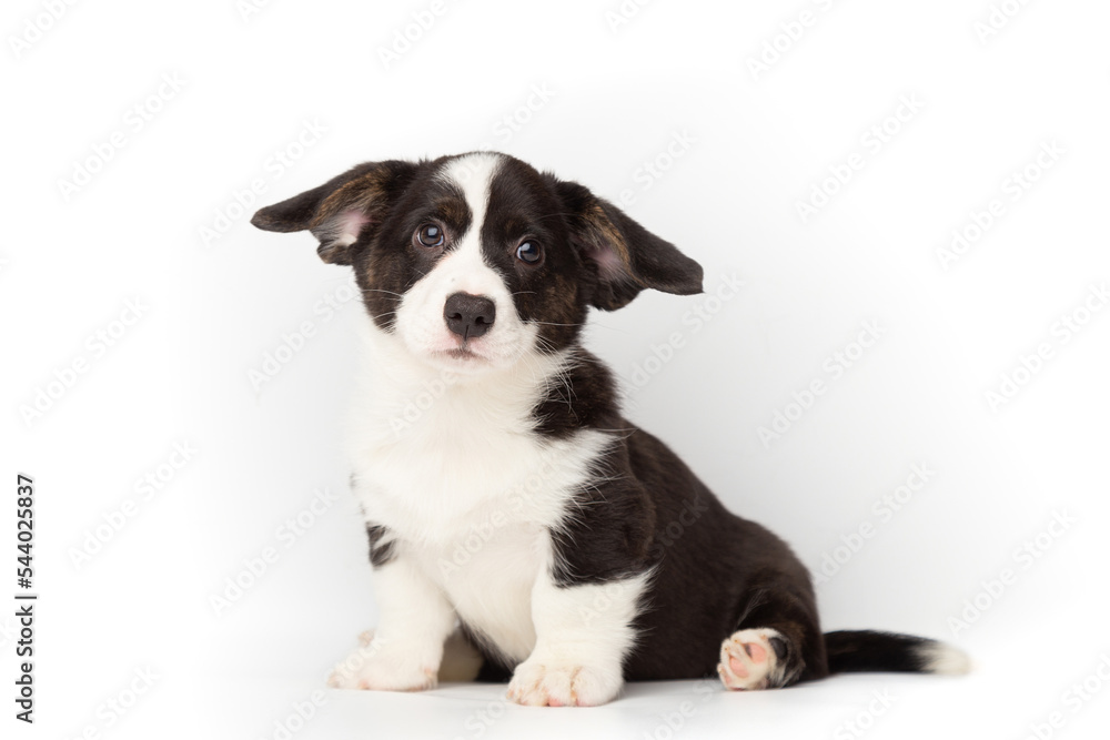 Welsh Corgi Cardigan cute fluffy dog puppy. funny happy animals on white background with copy space Welsh Corgi Cardigan cute fluffy dog puppy. funny happy animals on white background with copy space