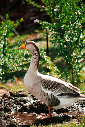 goose on the grass