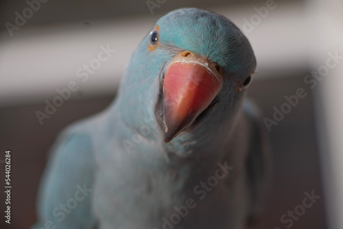 close up of a bird