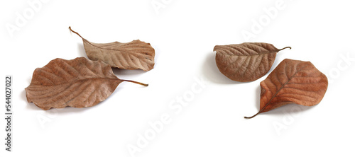 Dry brown leaves.