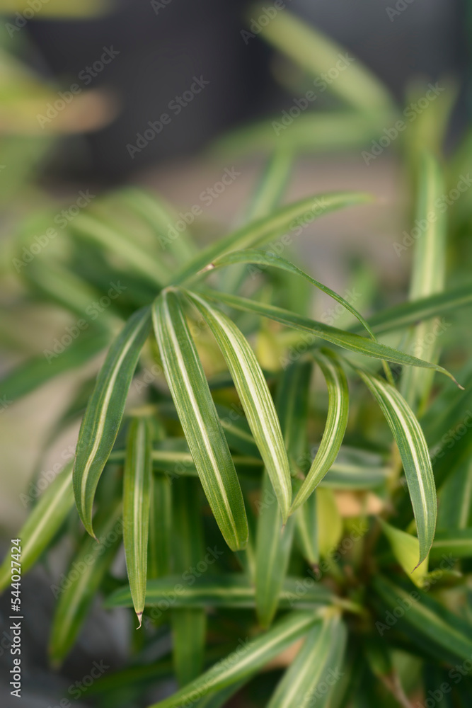 Fototapeta premium Dwarf white-striped Bamboo