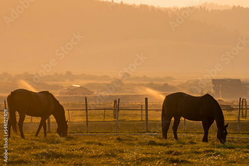 Horses grazing on grassland in ranch with sprinklers in background. Scenic view of natural landscape during sunset. Domestic mammals at Yellowstone National Park in summer. © Aerial Film Studio