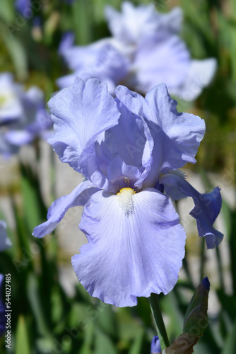 Tall bearded iris Eleanors Pride photo