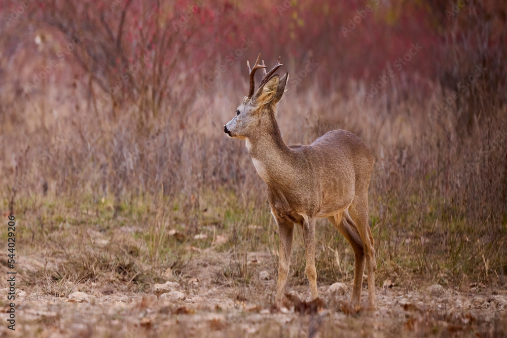 portrait of a beautiful male deer in autumn portrait of a beautiful male deer in autumn