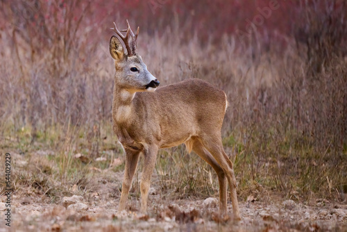 portrait of a beautiful male deer in autumn