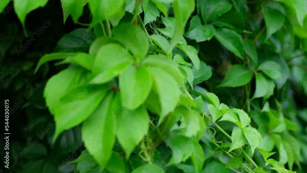 freedom concept slow motion green leaves foreground. close-up calm relaxing meditation peaceful freedom concept slow motion green leaves foreground. close-up calm relaxing meditation peaceful