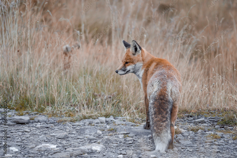 Fototapeta premium A red fox with its winter coat in the mountains.
