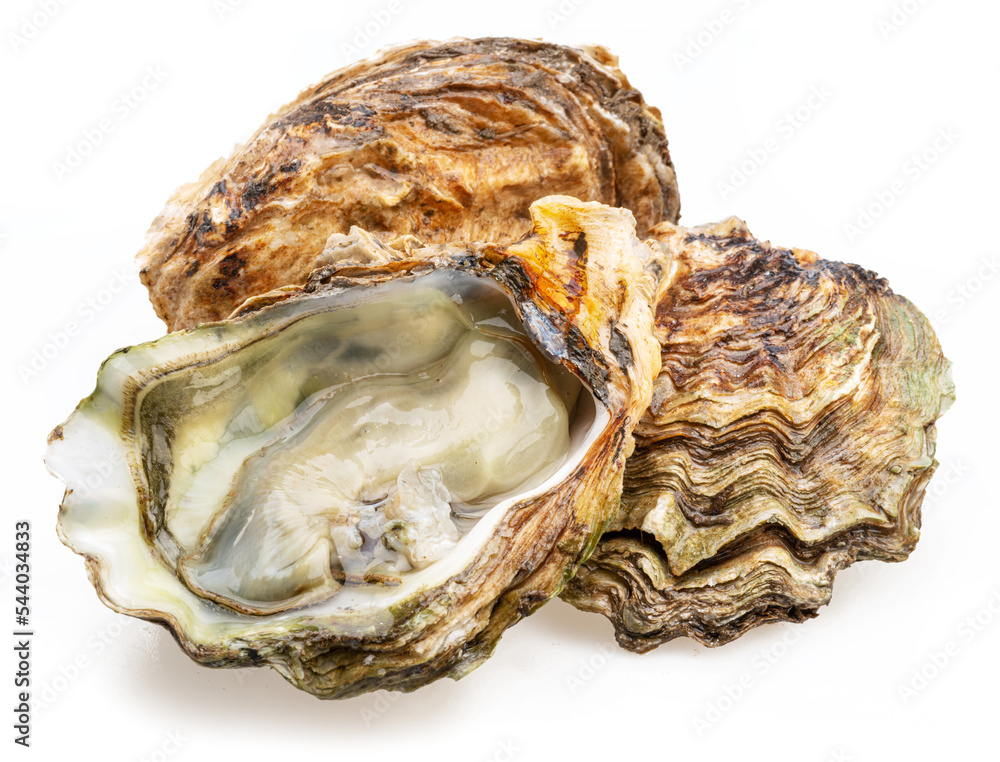 Opened and closed raw oysters isolated on white background. Delicacy food. Opened and closed raw oysters isolated on white background. Delicacy food.