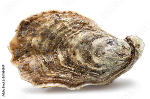 Closed raw oyster isolated on white background. Delicacy food.