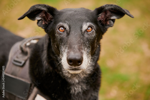 headshot portrait of loyal black dog with harness lying on grass looking at camera on cloudy day in park