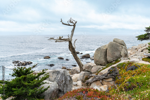 the ghost tree standing alone against blue sea and sky at pebble beach with colorful floral plants along 17 mile drive on a sunny day
