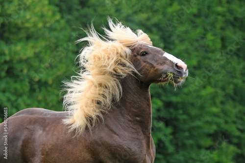 Pferd mit wilder Mähne