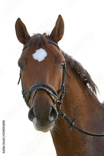 Pferdekopf mit Trense - Pferd - Kopf