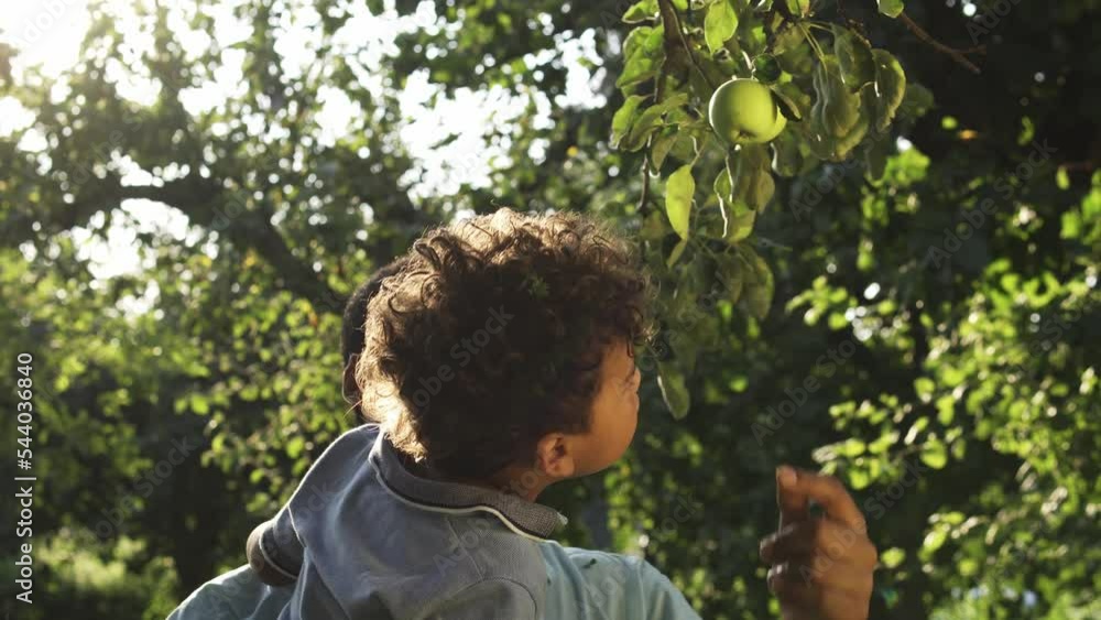 custom made wallpaper toronto digitalBiracial father showing to little curly-haired son how and where apples growing, walking in private fruit garden, ecological production of various drinks and sweets, natural farms