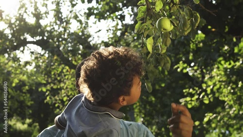 Wallpaper Mural Biracial father showing to little curly-haired son how and where apples growing, walking in private fruit garden, ecological production of various drinks and sweets, natural farms Torontodigital.ca