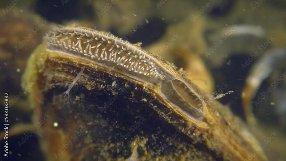 Freshwater bivalve Swan mussel (Anodonta cygnea) at the bottom of a reservoir, closes and then opens a siphon to filter the water, close-up. Freshwater bivalve Swan mussel (Anodonta cygnea) at the bottom of a reservoir, closes and then opens a siphon to filter the water, close-up.