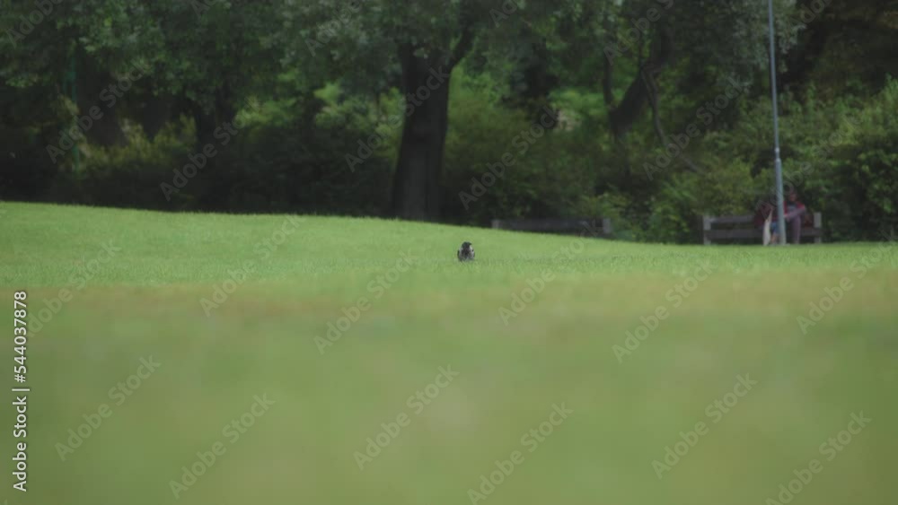 A grey crow sitting on a park lawn. Slow motion. 