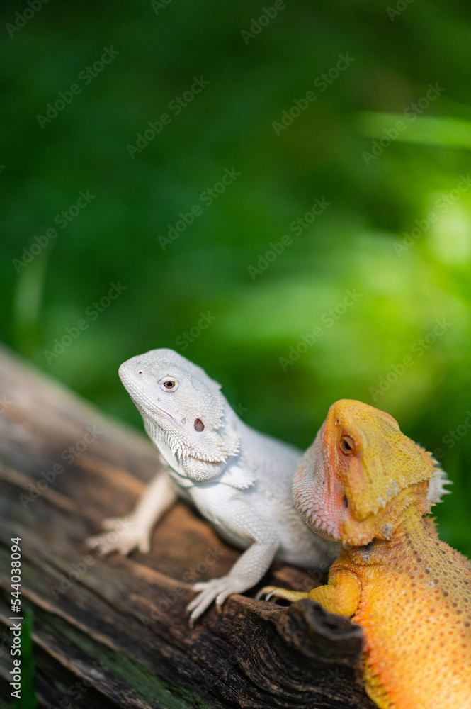 Obraz premium bearded dragon on ground with blur background
