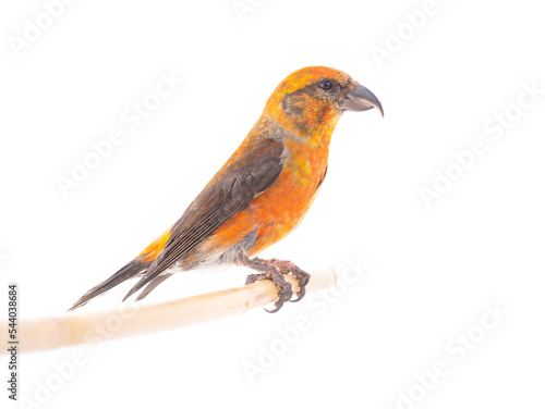 male red crossbill (loxia curvirostra) isolated on white background