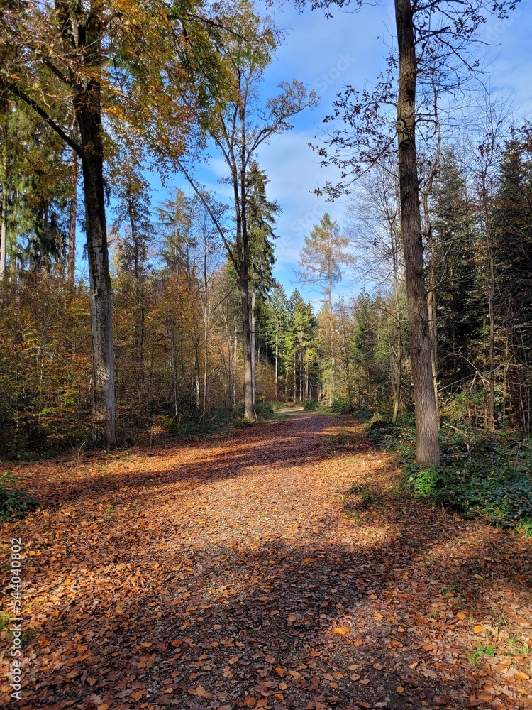 Fototapeta premium Waldweg im Herbst