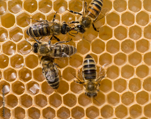 Active movement and communication of bees.