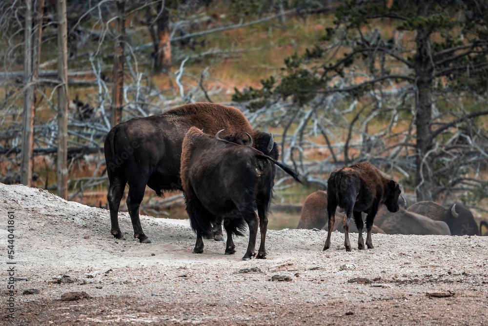 Bisons walking on geothermal landscape against dead trees in forest. Wild animals in valley at famous Yellowstone National park. Concept of natural wilderness. Bisons walking on geothermal landscape against dead trees in forest. Wild animals in valley at famous Yellowstone National park. Concept of natural wilderness.