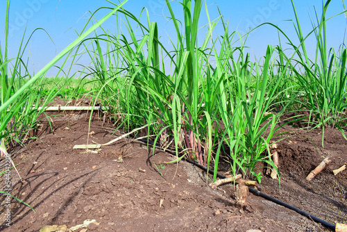 Organic sugarcene Farming, Small fresh sugarcane plants in the Field, Sugarcane Farming in India