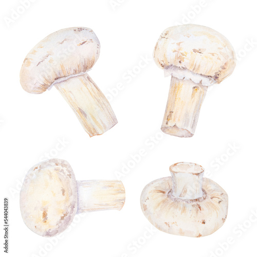 Watercolor illustration of champignons isolated on white background