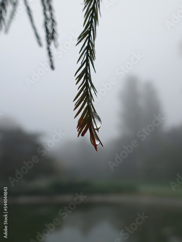 Drops of rain or dew on evergreen tree twig in foggy morning photo