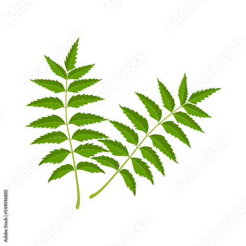 Vector illustration, Neem leaf or Azadirachta indica, a herbal plant for ayurvedic medicine, isolated on white background.
