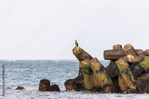 Kormoran stehend auf Felsen im Meer