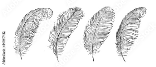 Set of ostrich feathers hand-drawn.