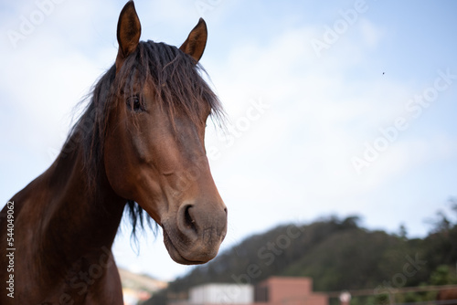 Portrait in horizontal, of brown horse, with black mane. Looking from left to right. Close framing, horse head, looking three quarters. Blue sky background with white clouds and mountain