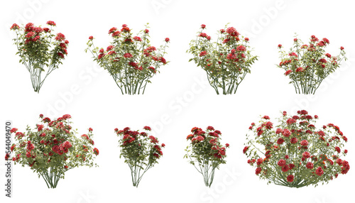 Set of rose trees isolated, 3D rendered