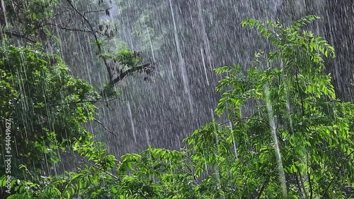 heavy summer sunny rain in the forest, among dense green trees