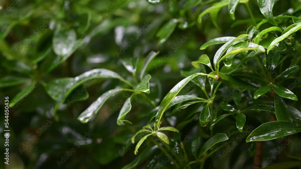 Background of fresh tropical tree leaves swaying in the rainy day with patterns forming from their shape with the falling rain.
Background of fresh tropical tree leaves swaying in the rainy day with patterns forming from their shape with the falling rain.