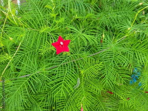  a cypress vine