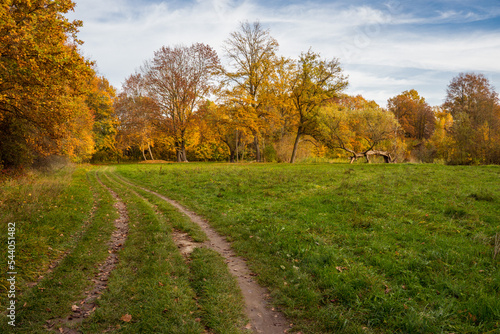 Fototapeta Naklejka Na Ścianę i Meble -  Beautiful colorful vivid autumn walk in forest and meadow, Czechia