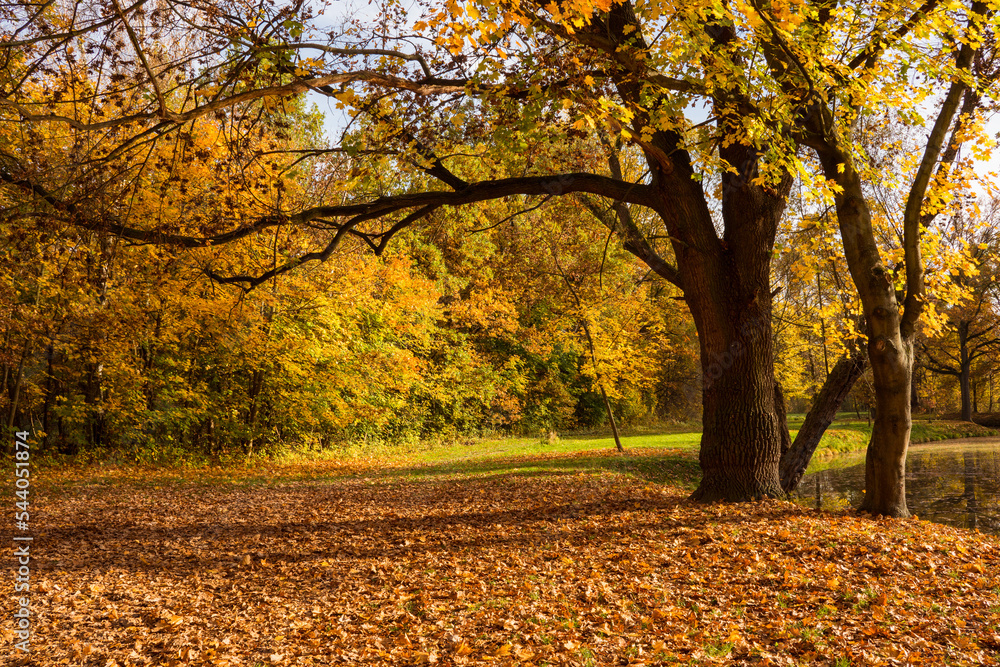 Fototapeta premium Beautiful colorful vivid autumn walk in forest and meadow, Czechia