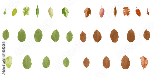 Collection of greenery leaf plant forest herbs