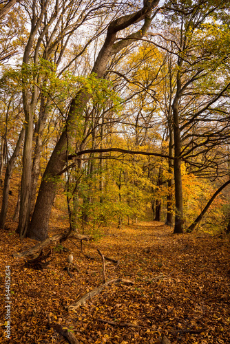 Fototapeta Naklejka Na Ścianę i Meble -  Beautiful colorful vivid autumn walk in forest and meadow, Czechia