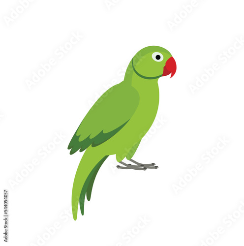 Green parrot on white background
