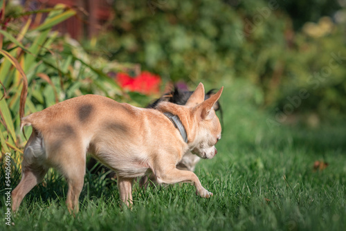 Little purebred chihuahua on a walk in the garden.