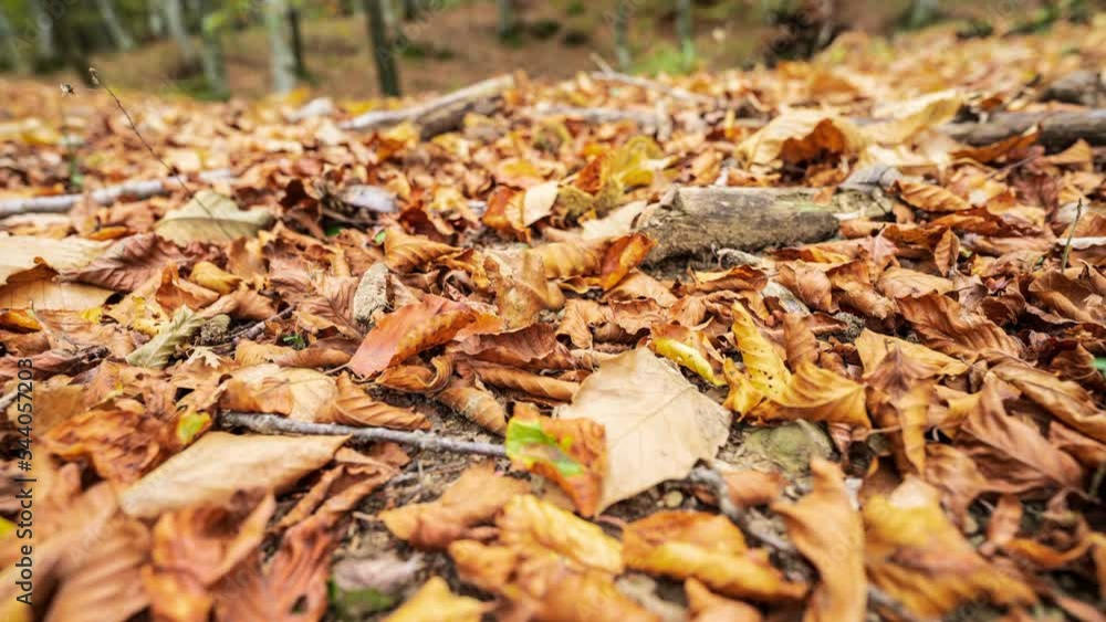 Sliding shot of a forest floor covered in golden autumn leaves. Sliding shot of a forest floor covered in golden autumn leaves.