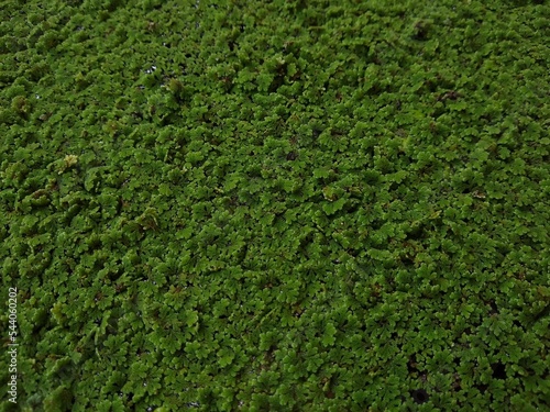 Azolla (mosquito fern) or duckweed fern, green background