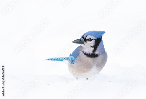 Blue Jay (Cyanocitta cristata) in the snow searching for food in a Canadian winter.