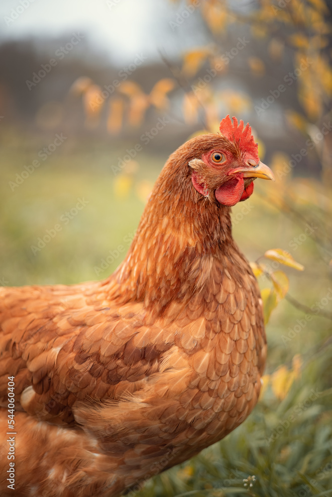 Photo of a domestic chicken in the autumn garden.