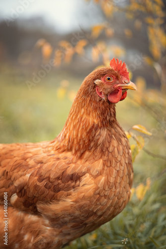 Photo of a domestic chicken in the autumn garden.